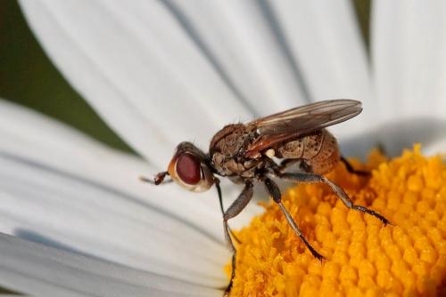 Zodion cinereum